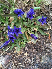 Gentiana clusii clusii