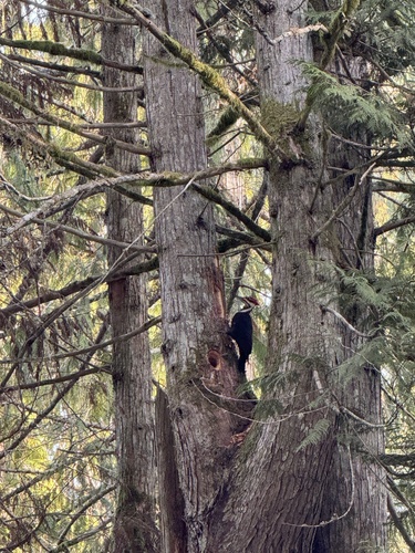 Pileated Woodpecker