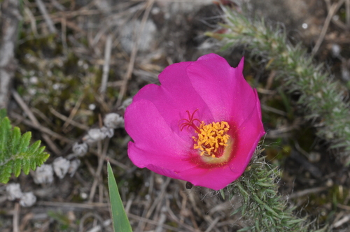 Portulaca eruca (Portulaca eruca)