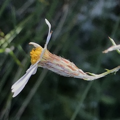 Athrixia angustissima