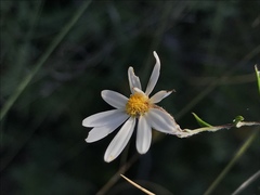 Athrixia angustissima