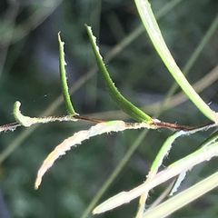 Athrixia angustissima