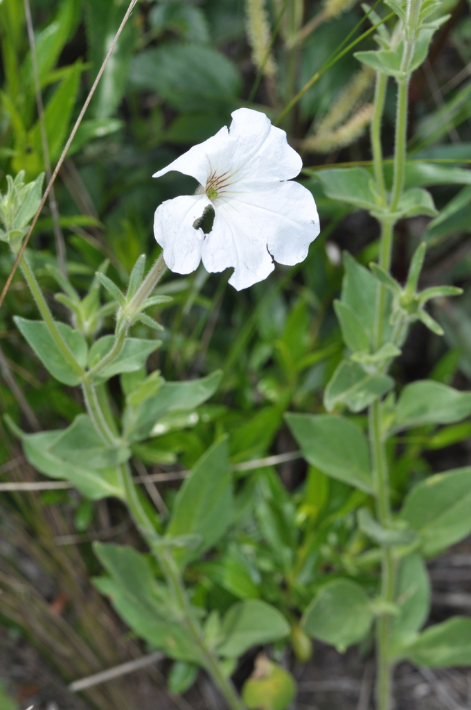 Petunia axillaris, Punilla Department, Córdoba Province, Argentina