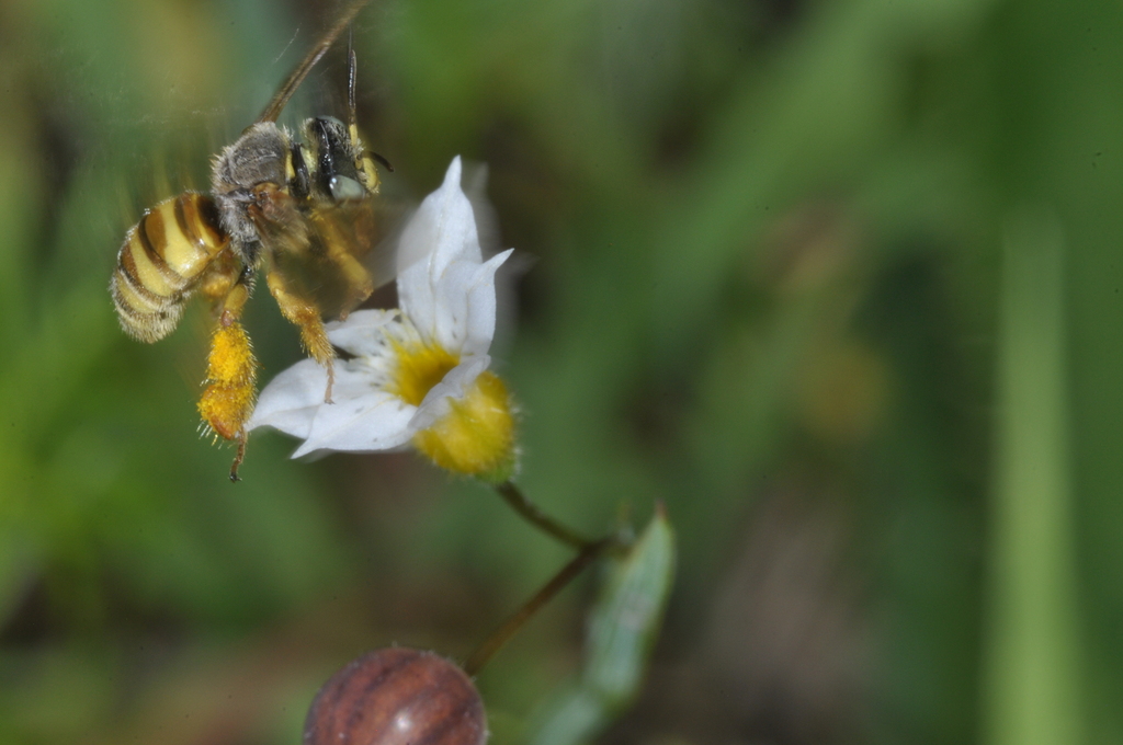 Lanthanomelissa discrepans