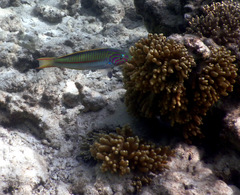Thalassoma rueppellii
