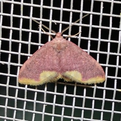 Lophosis labeculata