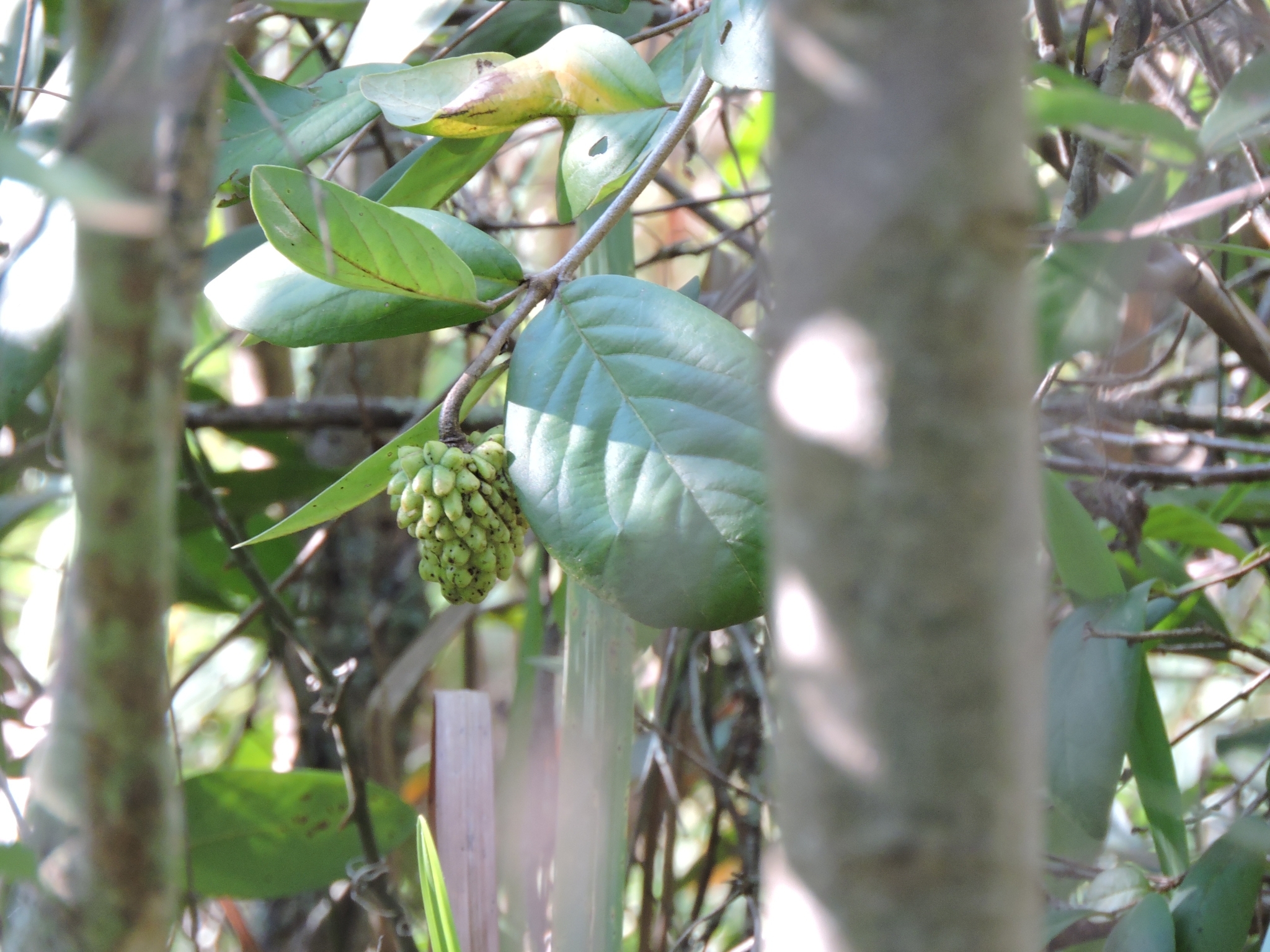 Annona cornifolia
