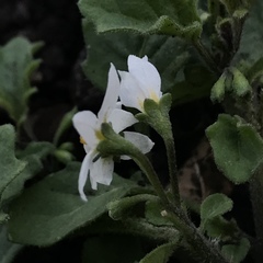 Solanum retroflexum