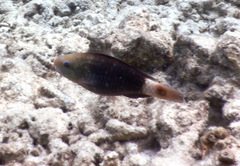 Chlorurus sordidus