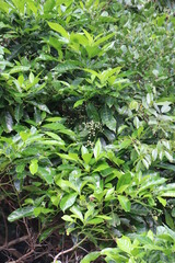 Tarenna pavettoides pavettoides