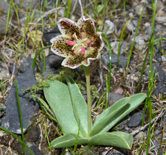 Fritillaria purdyi