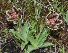 Fritillaria purdyi