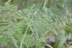 Asparagus setaceus