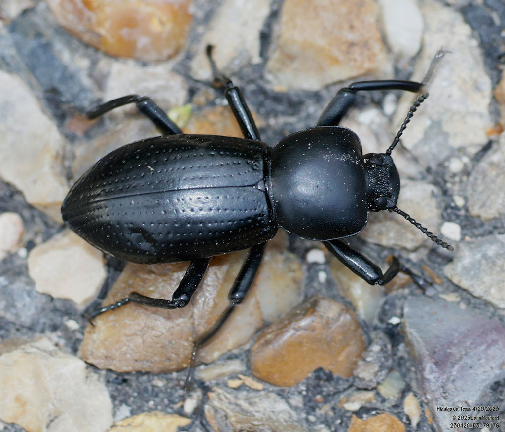 Oenopion zopheroides
