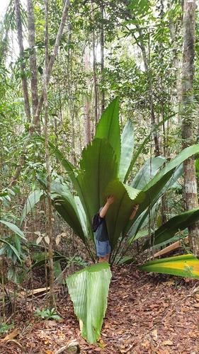 Joey Palm (Johannesteijsmannia altifrons)