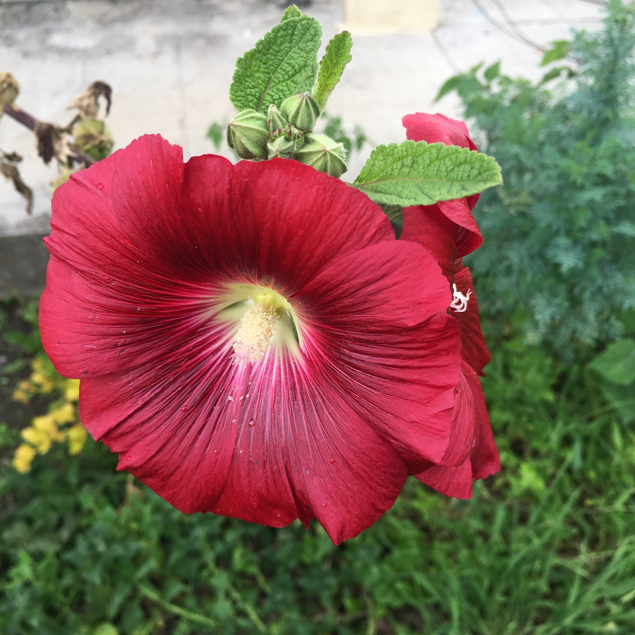 Imagem de Malva-rosa