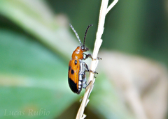 Neolema dorsalis