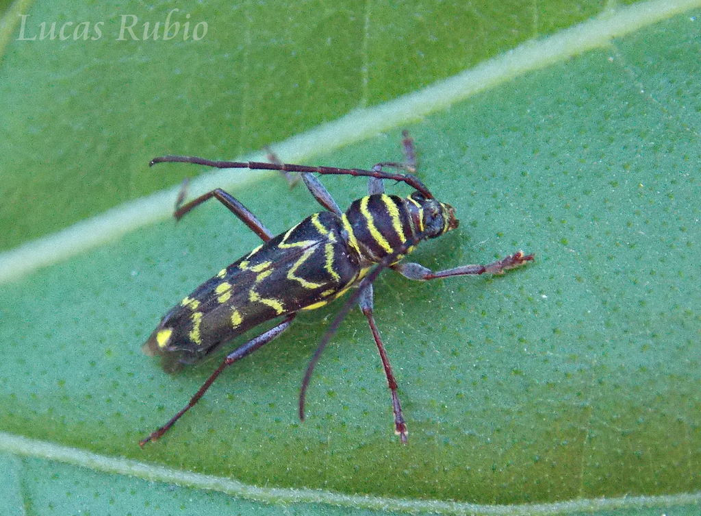 Megacyllene acuta from Dique Luján, Buenos Aires, Argentina on February ...