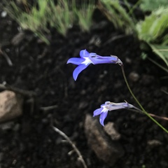 Lobelia preslii