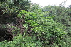 Tarenna pavettoides pavettoides