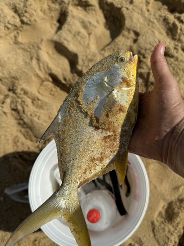 Cayenne-pompano (Trachinotus cayennensis) — Carangidae — 3