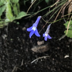 Lobelia preslii