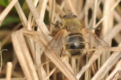 Tachina ursina