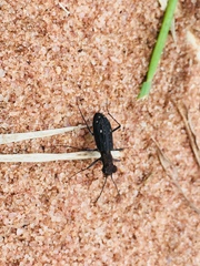 Prothymidia angusticollis