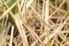 Tachina ursina