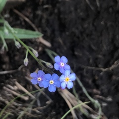 Myosotis semiamplexicaulis