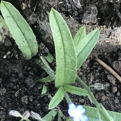 Myosotis semiamplexicaulis