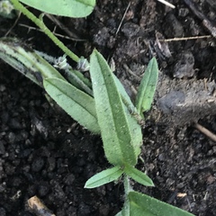 Myosotis semiamplexicaulis