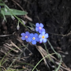 Myosotis semiamplexicaulis