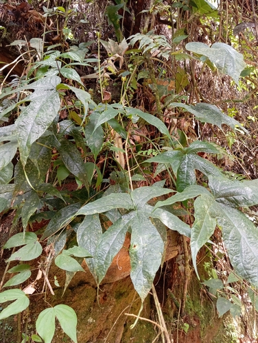 Foto de Cará-de-pedra