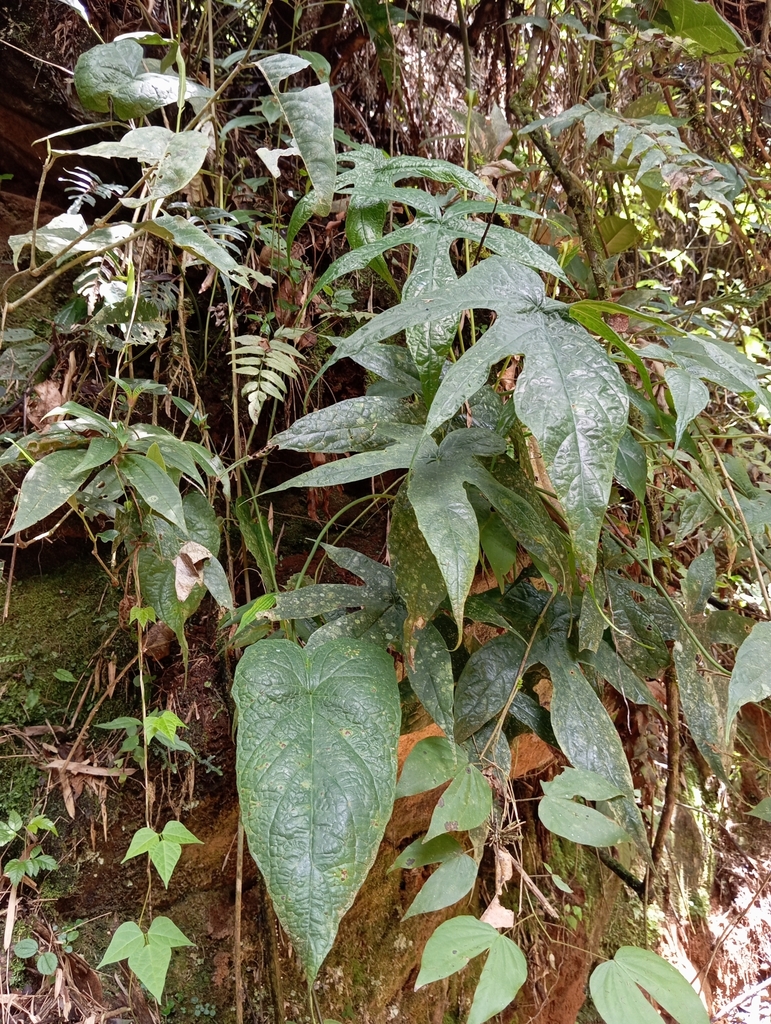 Foto de Cará-de-pedra