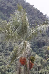 Ceroxylon pityrophyllum, photograph (c) Alfredo Gutierrez Dipaz, some rights reserved (CC BY)