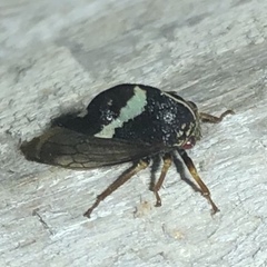 Smilia fasciata