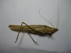 Euconocephalus nasutus