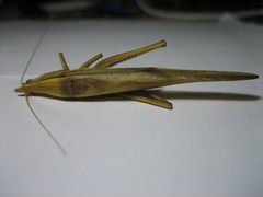 Euconocephalus nasutus