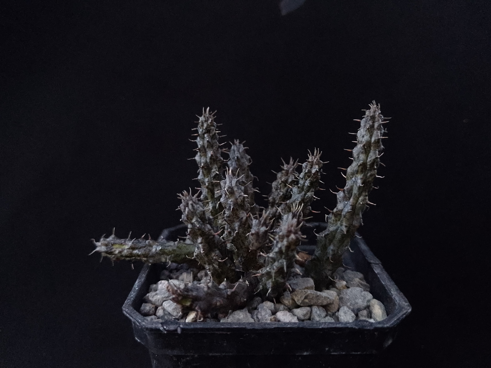 Stapelianthus decaryi Choux