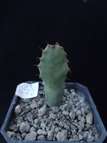 Euphorbia opuntioides