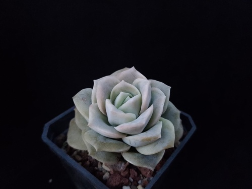 ×Pachyveria Powder Puff 2