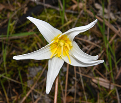 Erythronium helenae