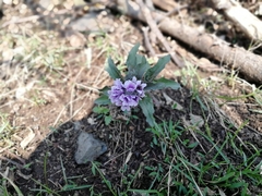 Physochlaina physaloides