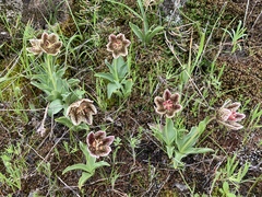 Fritillaria purdyi