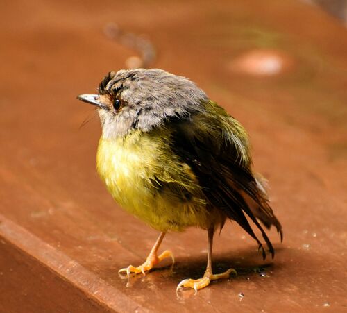 Pale-yellow Robin (Eopsaltria capito), photo 9