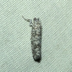 Retinia gemistrigulana