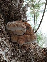 Inocutis tamaricis