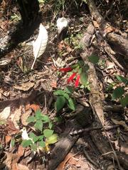 Salvia gesneriiflora