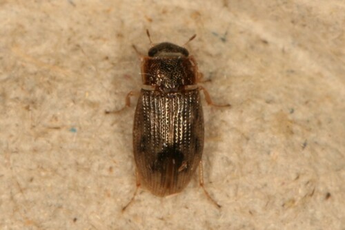 Helophorus